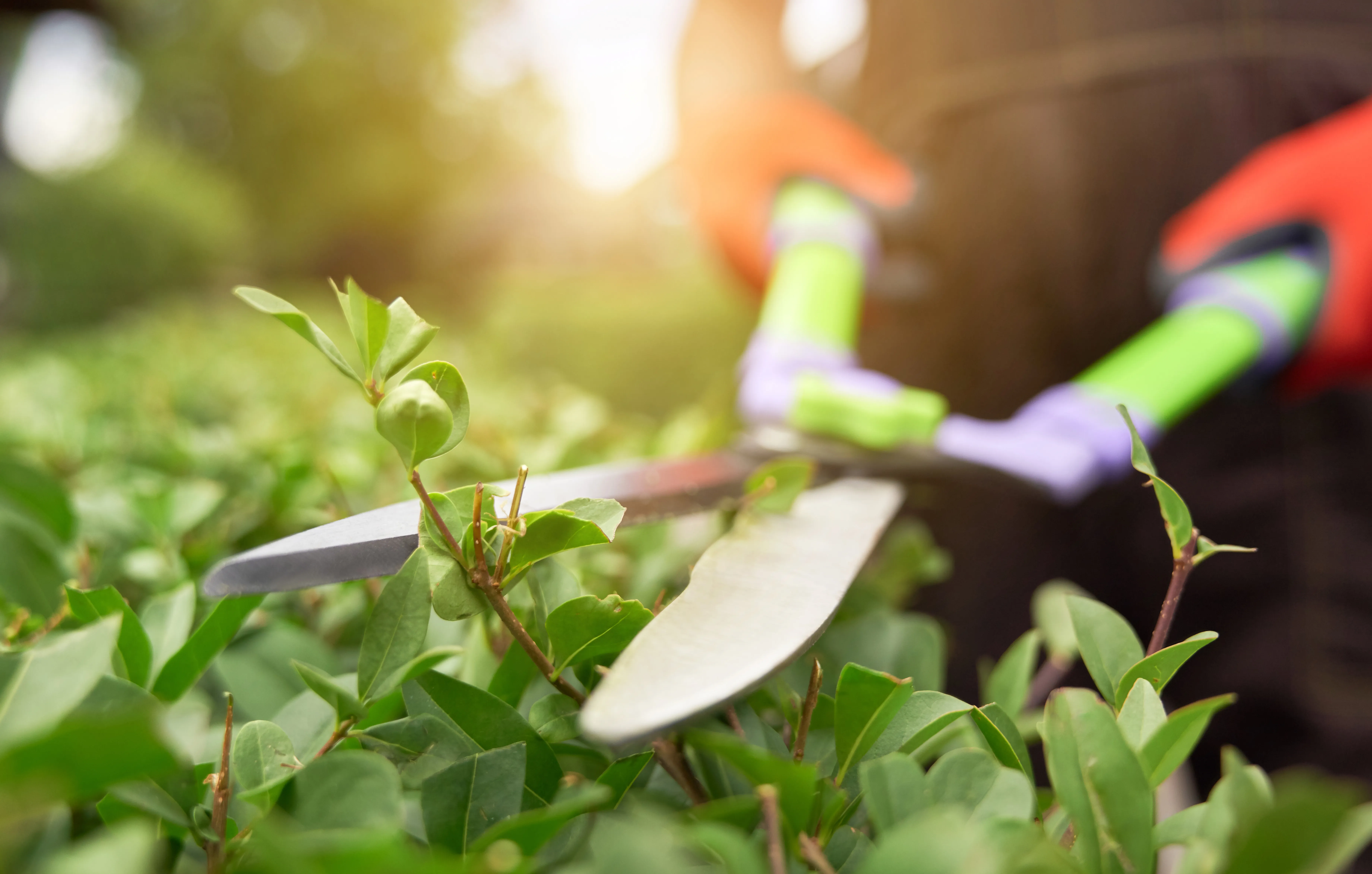 Tree trimming service in Ogden